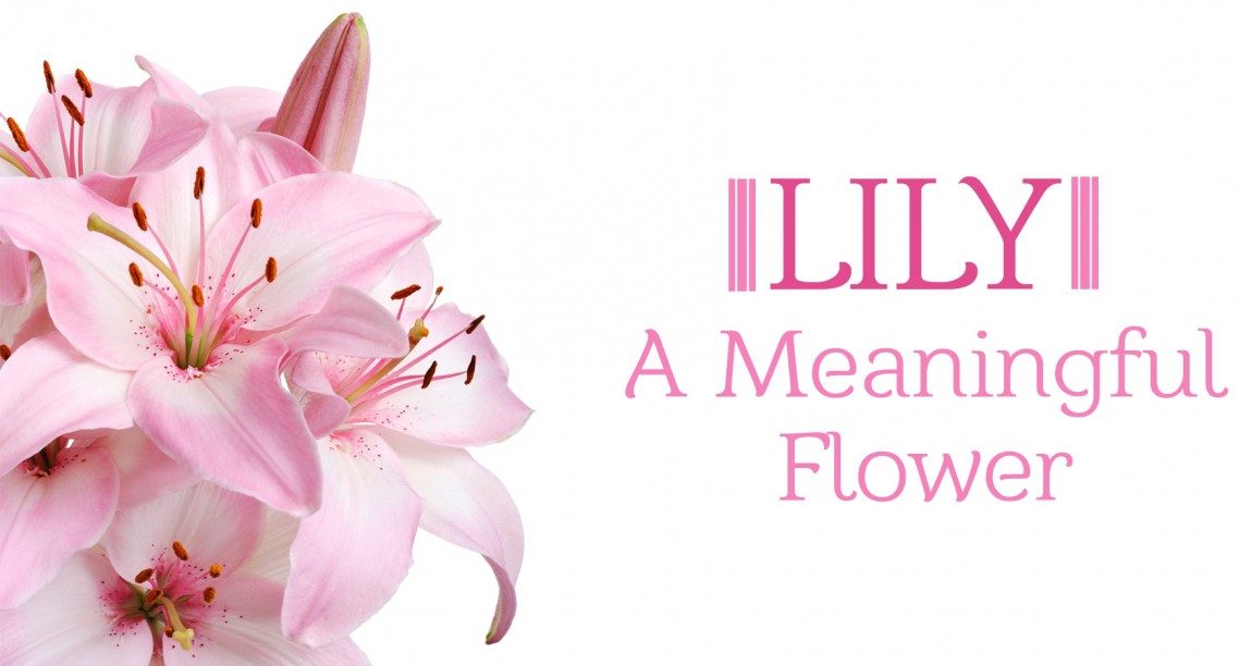 Do You Know Lily Flower Meaning Symbolism