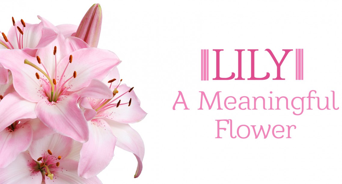 Lily Flower