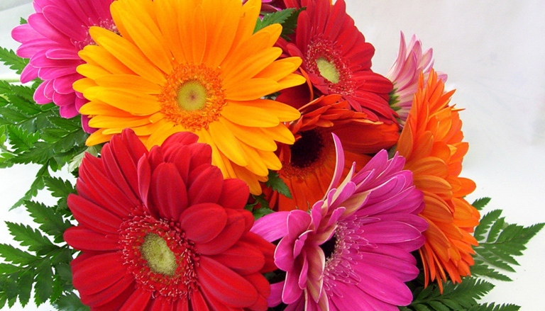 GERBERA flowers