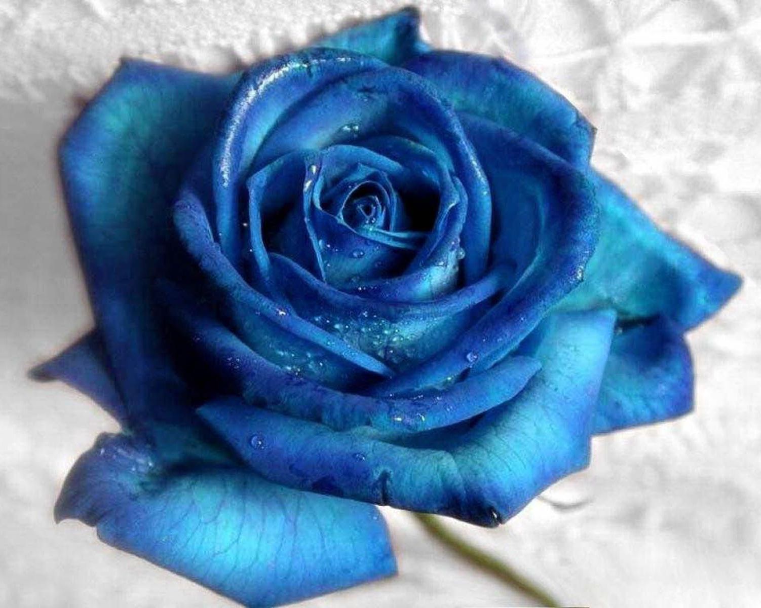 3 Interesting Facts about Beautiful Blue Roses Giftalove Blog ...