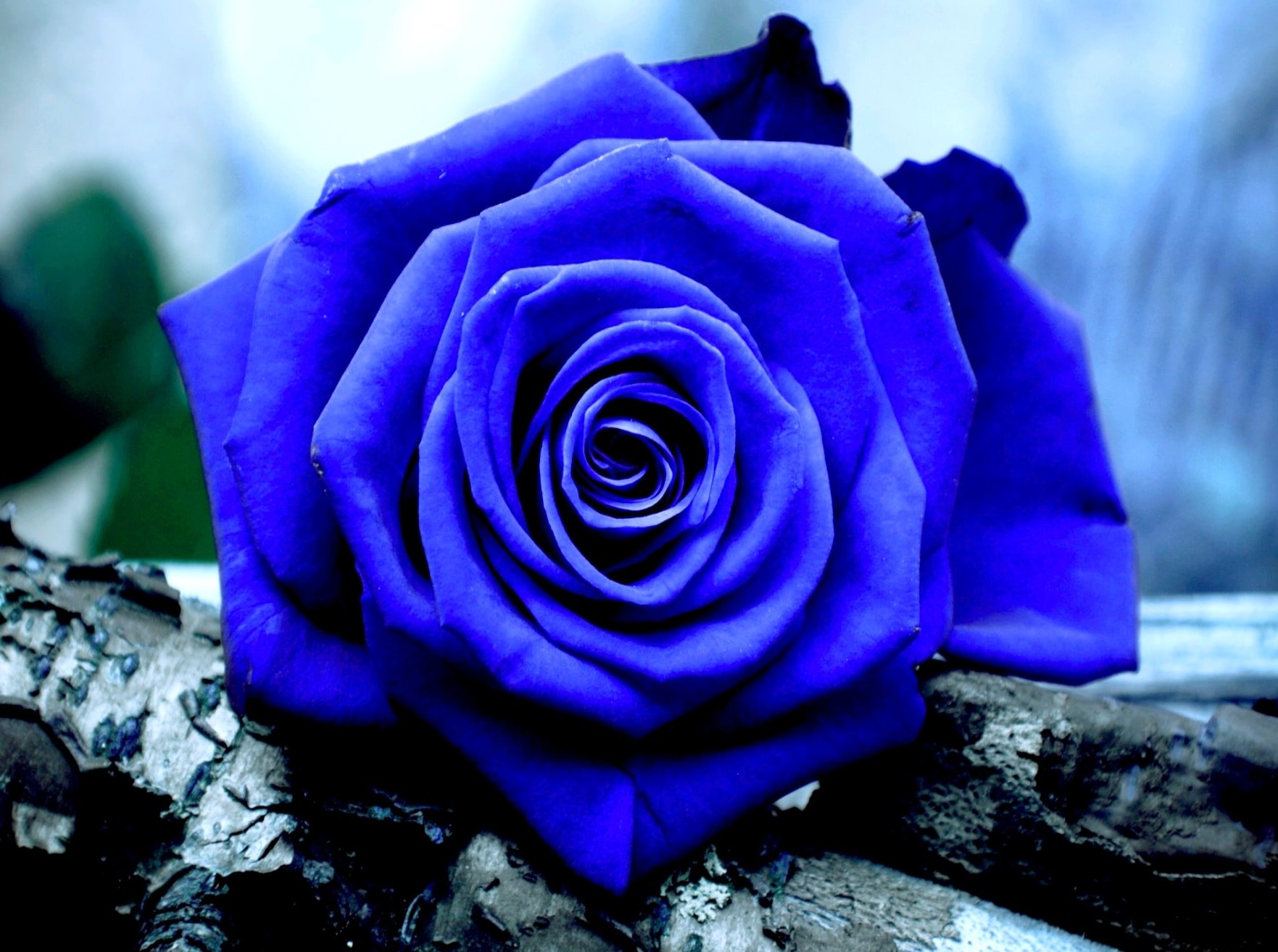 Blue Roses Images