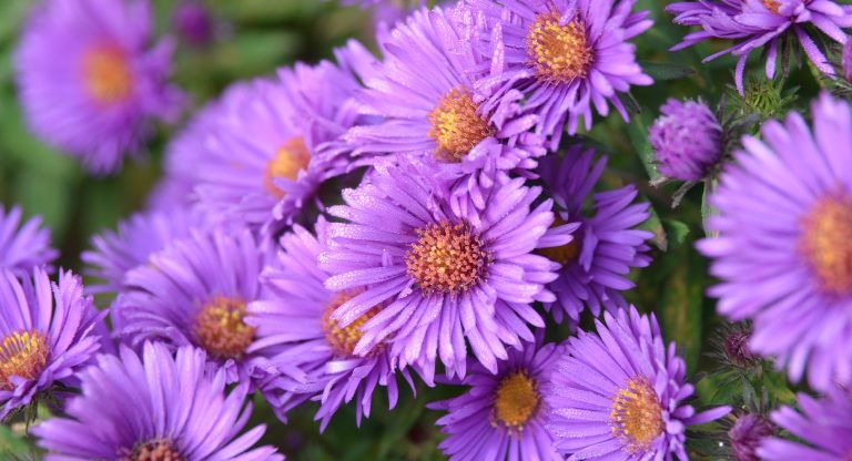 Aster
