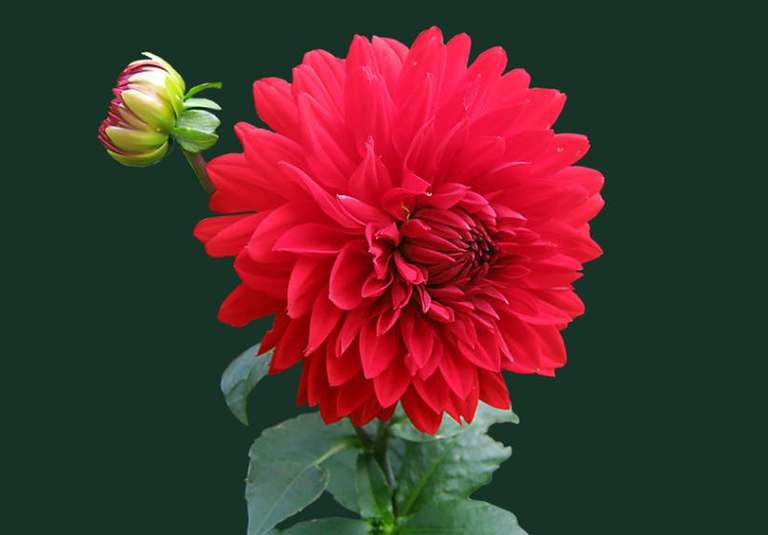 All flowers shop