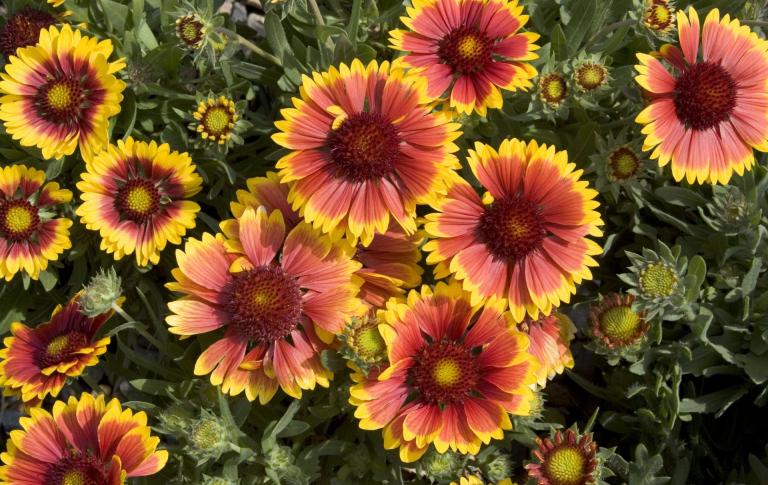 Gaillardia