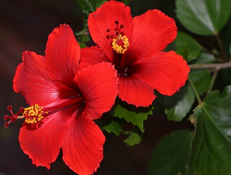 Hibiscus