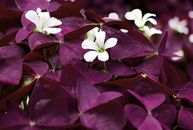 Oxalis