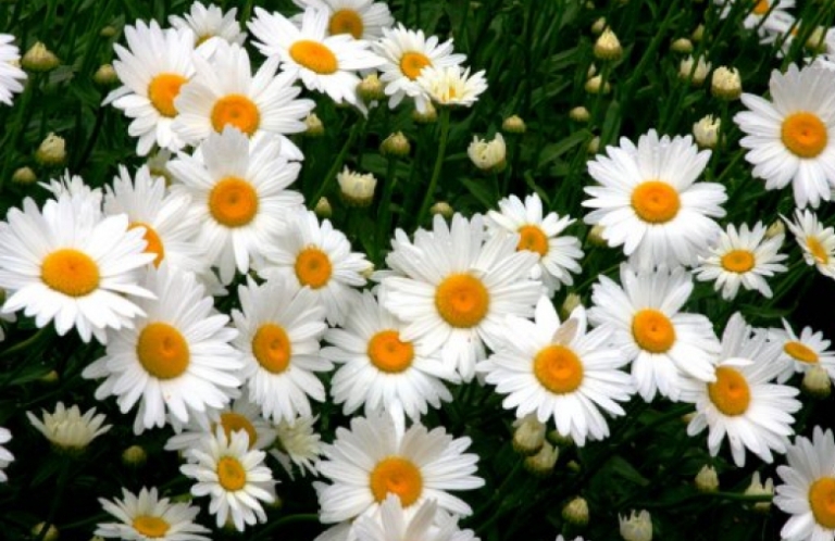 Shasta Daisy