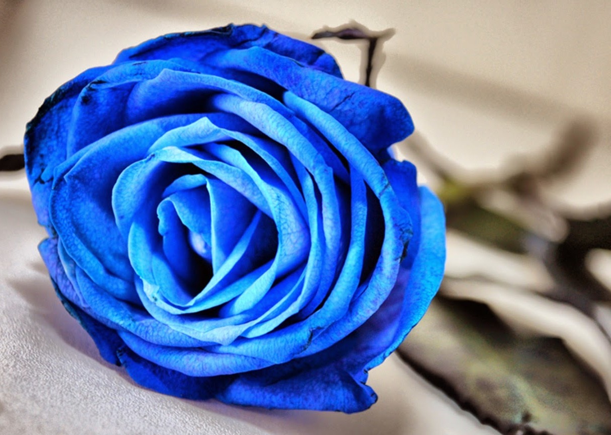 3 Interesting Facts about Beautiful Blue Roses Giftalove Blog ...