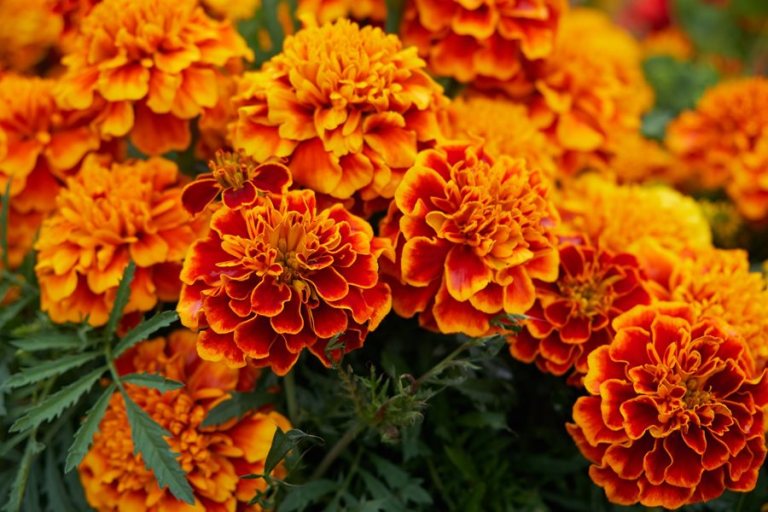 MARIGOLD