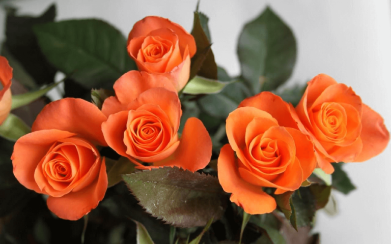 ORANGE ROSES