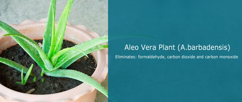 Aleo Vera Plant