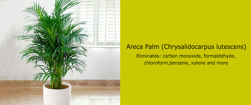 Areca Palm