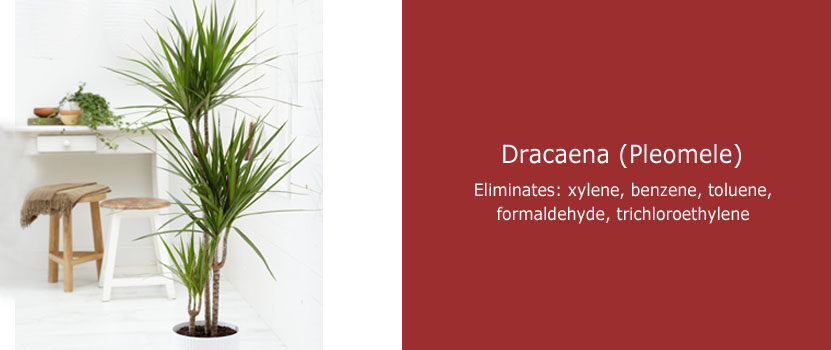 Dracaena