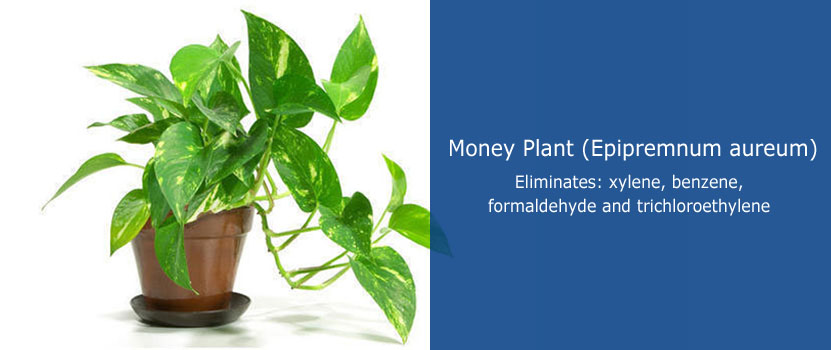 Money Plant