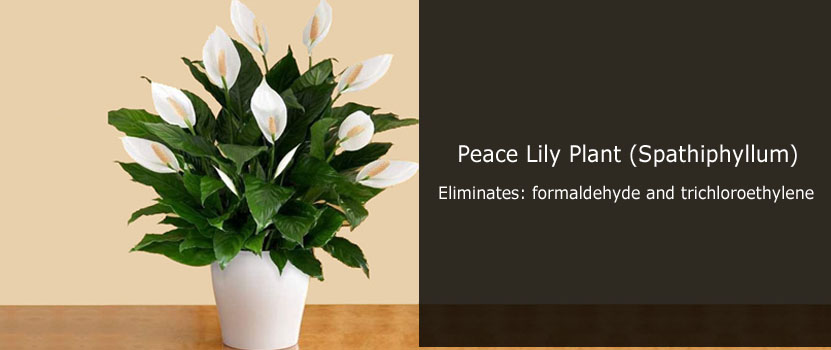 Peace Lilies