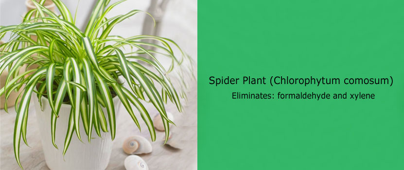 Spider Plant