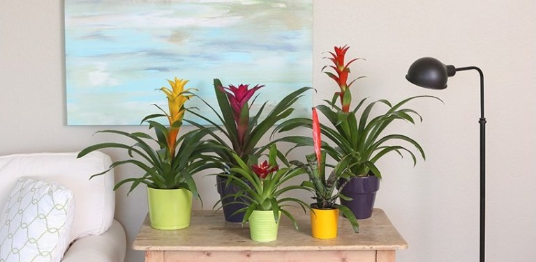 Bromeliads