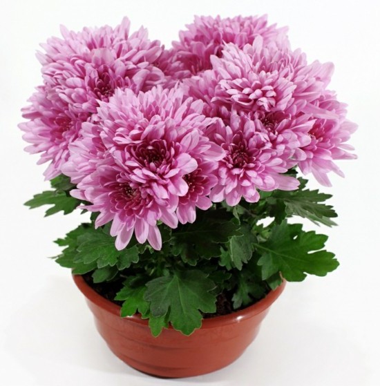 Chrysanthemums flowers