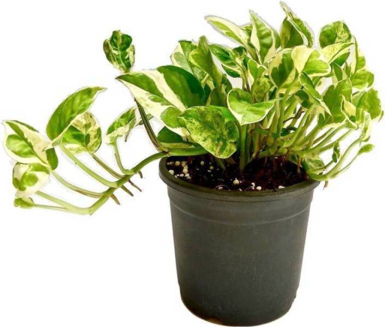 Money Plant