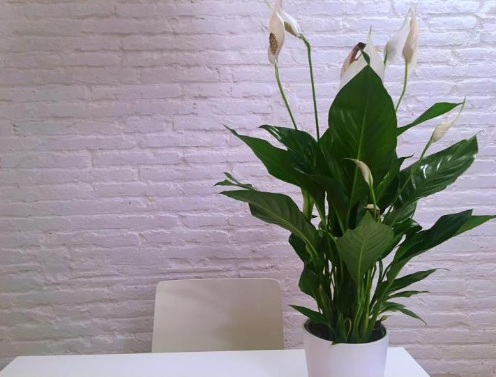 Peace Lily