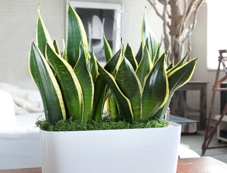 Snake Plant