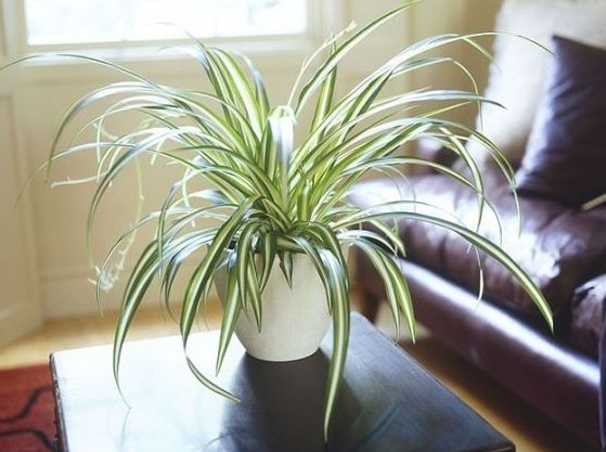 Spider Plant