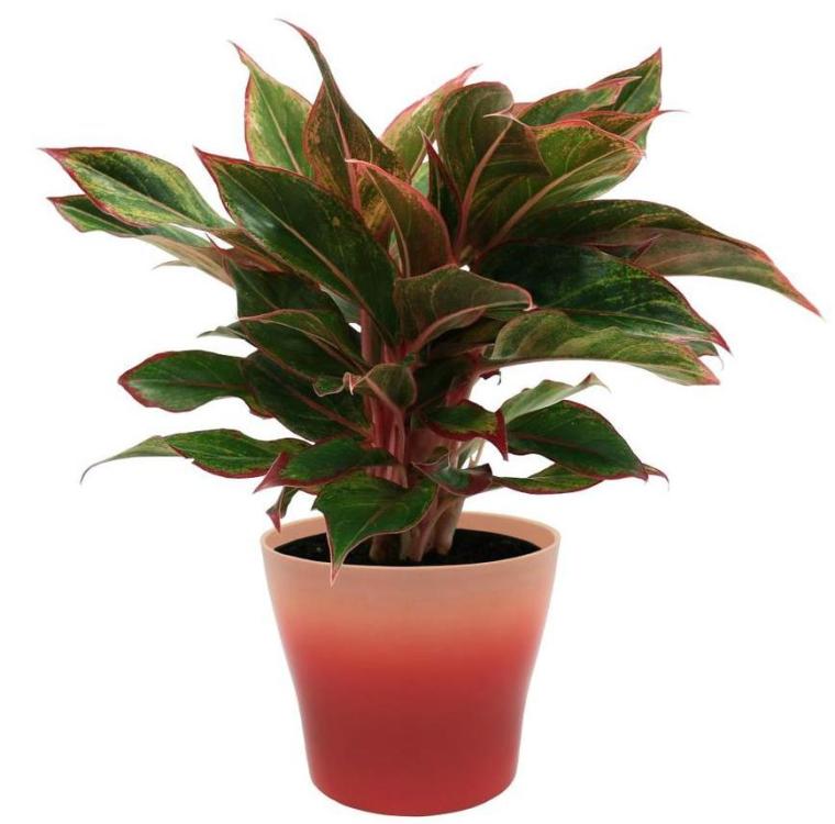 chinese evergreen