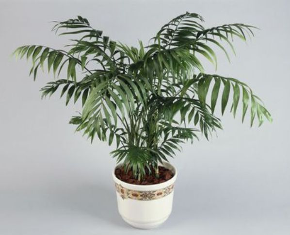 parlor palm