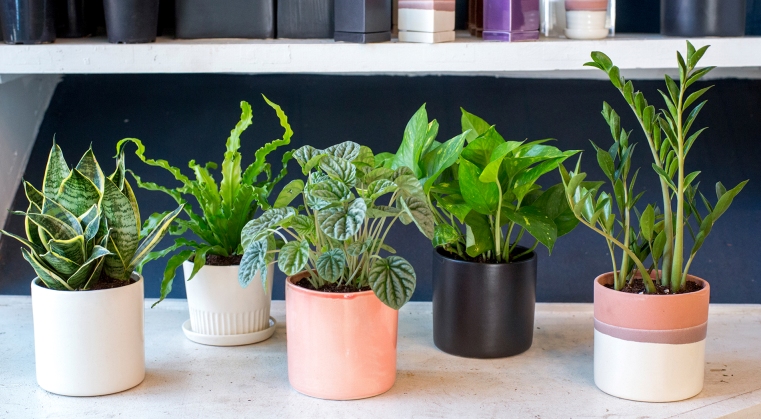 10 Low Light Houseplants For A Sophisticated Interior The Garden Instead It Is Very Important To Health As Well Believed That Spending Time With These Green Friends Can Bring A Positive