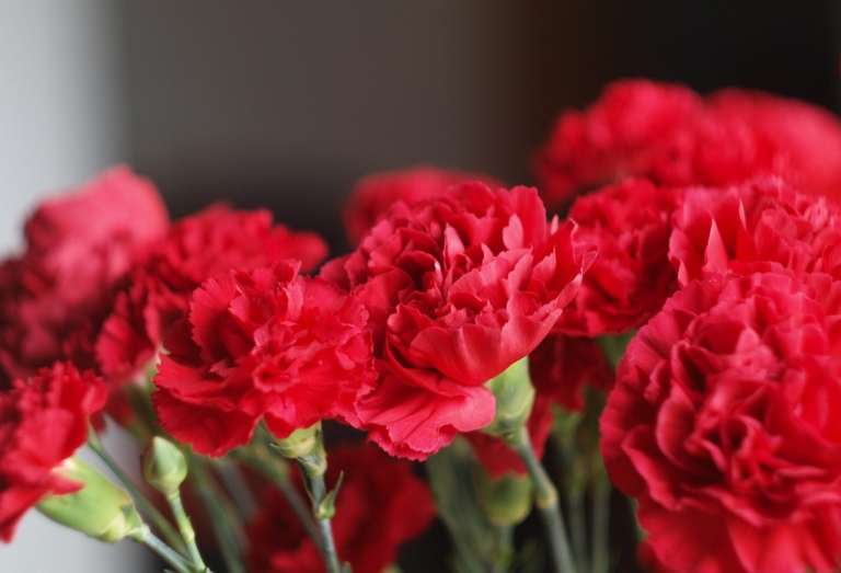 Carnations