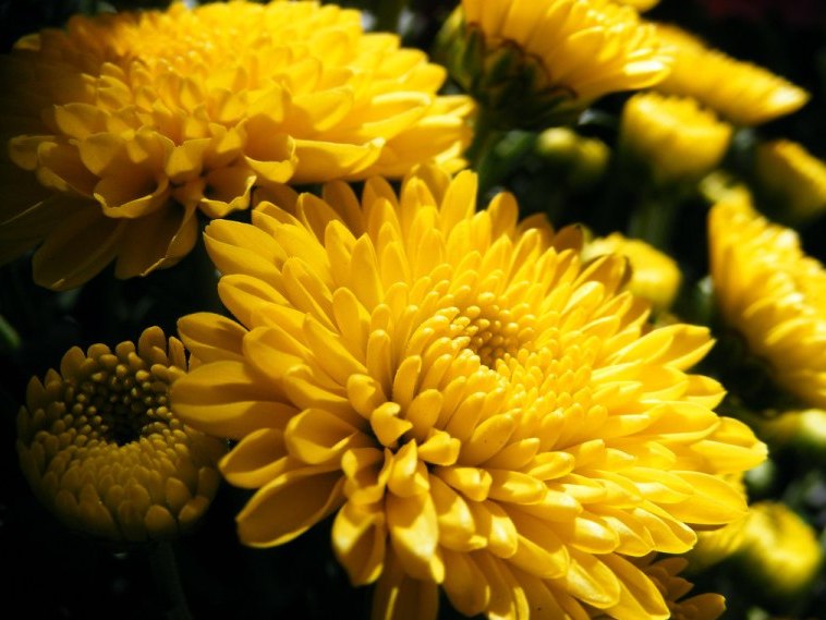 Chrysanthemums