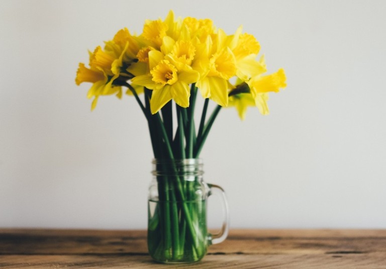 Daffodils