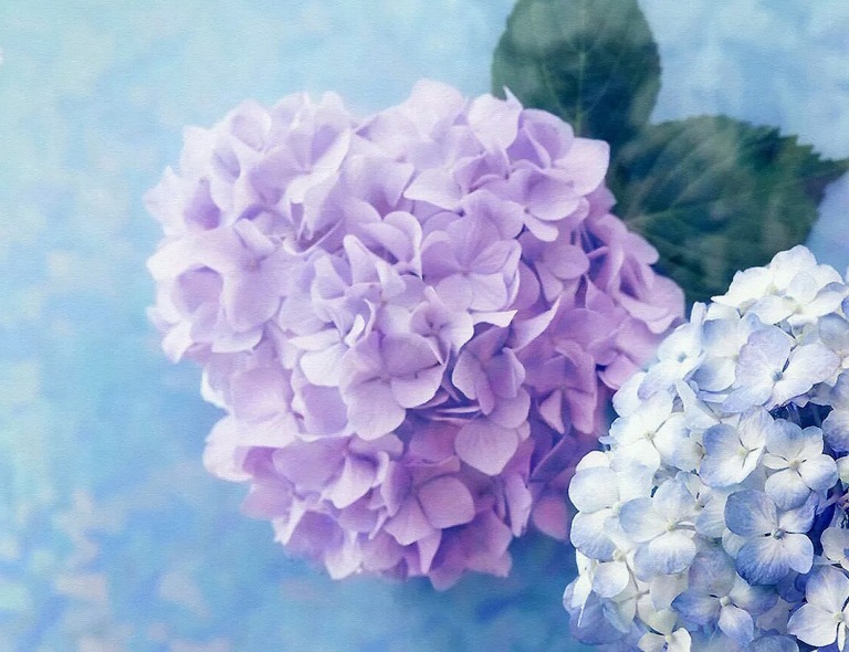 Hydrangea