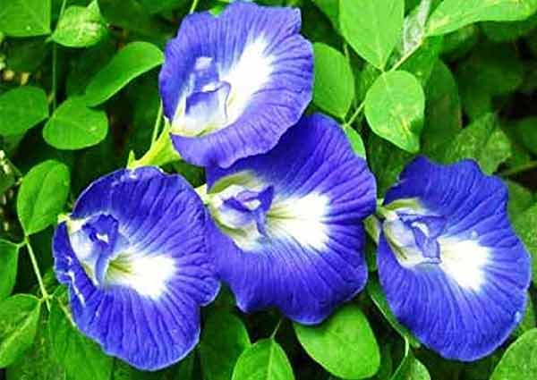 Butterfly pea