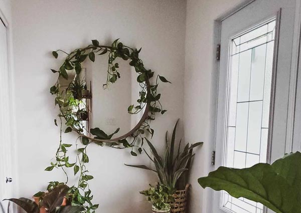 A Vine-Wrapped Mirror For Fun