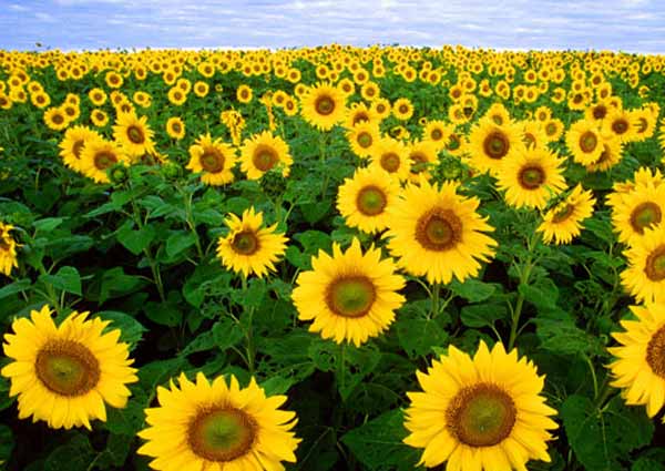 About Sunflower Origin & History