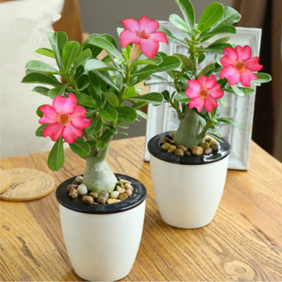 Adenium Desert Rose