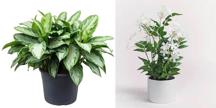 Aglaonema & Jasmine