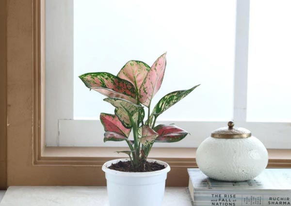 Aglaonema Plant