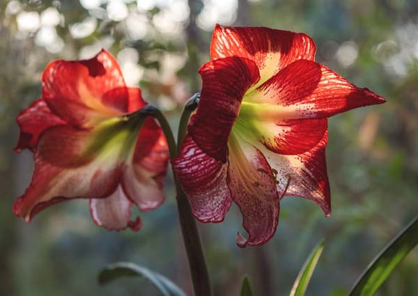 Amaryllis