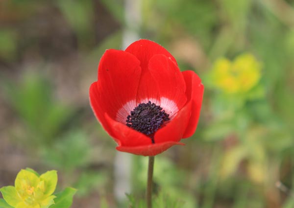 Red Anenome