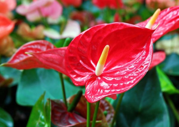 Red Anthurium