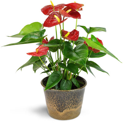 Anthurium Plant