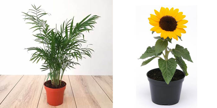 Areca Palm & Sunflower