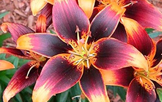 Asiatic Lily