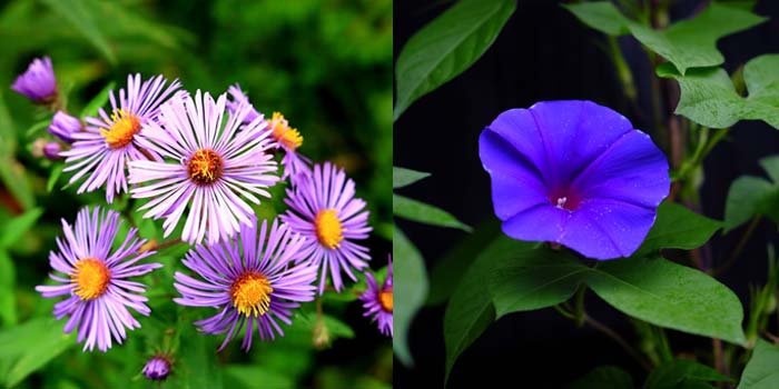 September Birth Flowers: Aster and Morning Glory