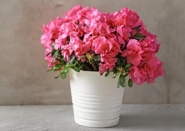 Azaleas Flowers