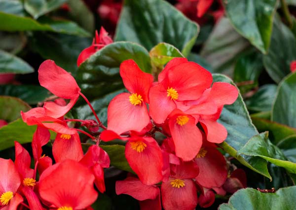 Red Begonia