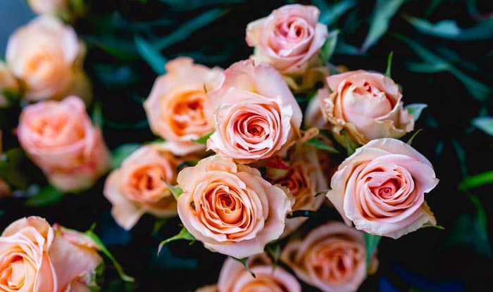 Birth Month Flowers