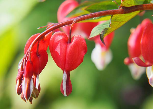 Red Bleeding Hearts flowers